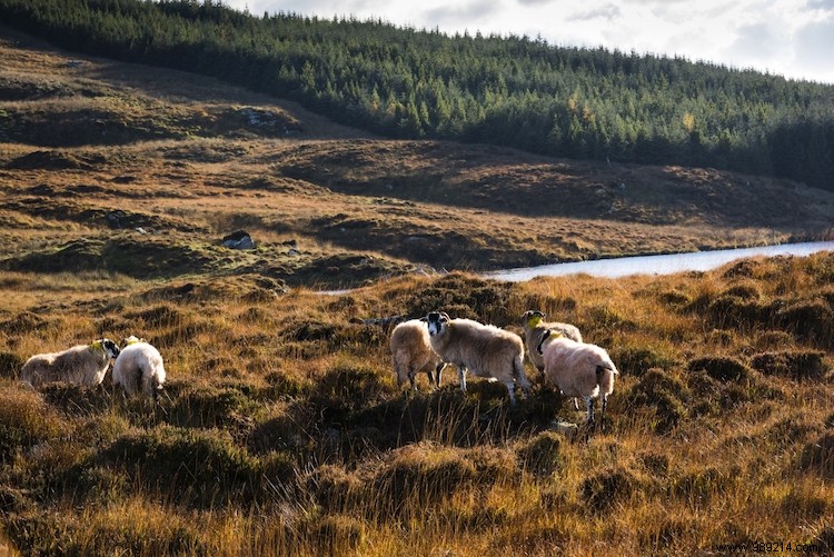 Eye Candy:The best dreamscapes in Ireland 