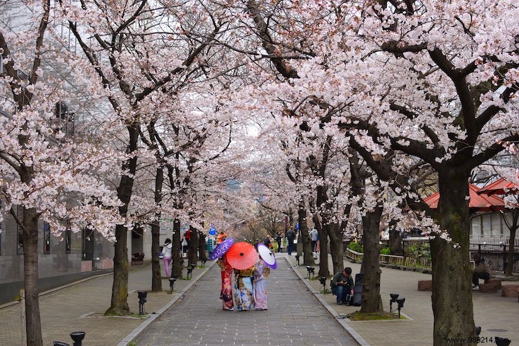 cherry blossom; A Guide to Japan s Most Beloved Flower 