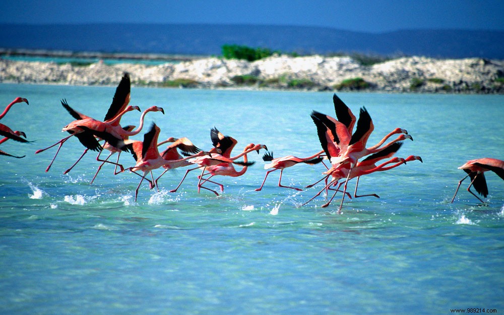 7 things to do on Bonaire 