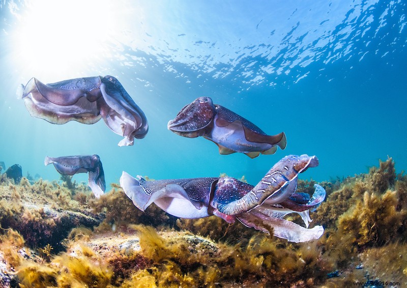 Breathtaking natural spectacles in Australia 