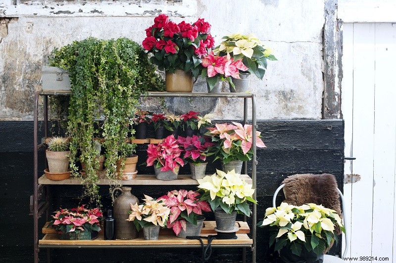 5 Ways to Style Poinsettias 