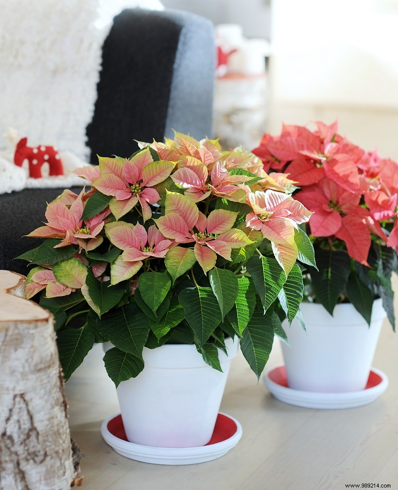 5 Ways to Style Poinsettias 