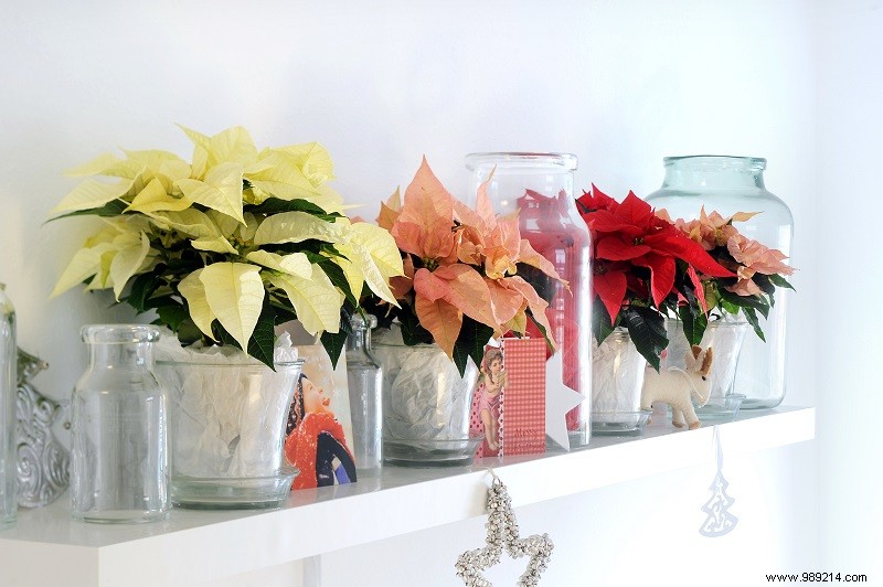 5 Ways to Style Poinsettias 