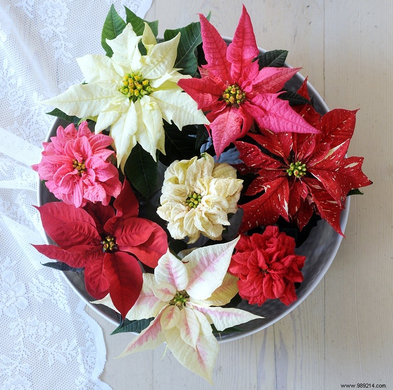 5 Ways to Style Poinsettias 