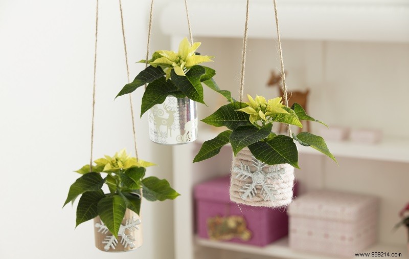 5 Ways to Style Poinsettias 