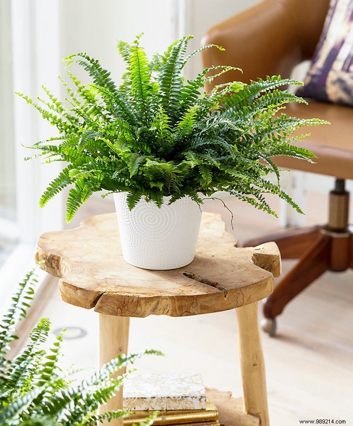 Tips for choosing houseplants 