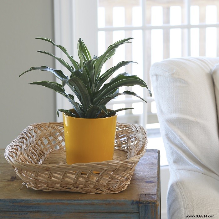 Tips for choosing houseplants 