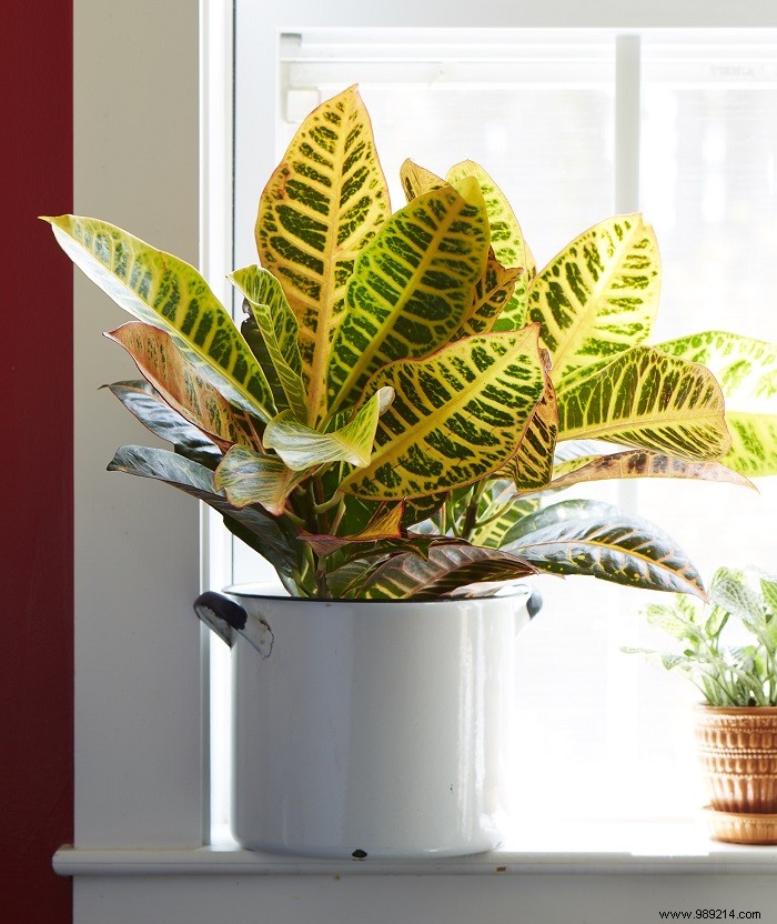 Tips for choosing houseplants 