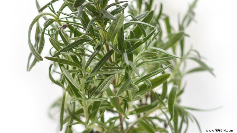 6 aromatic herbs to grow indoors 