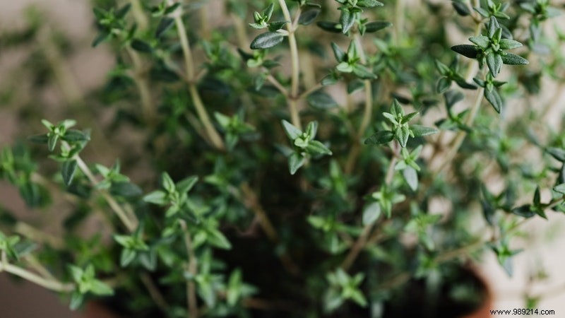 6 aromatic herbs to grow indoors 