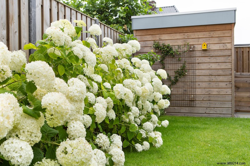 Hydrangea:summer hit in the garden 