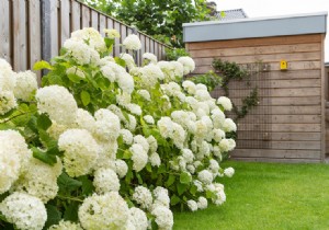 Hydrangea:summer hit in the garden 