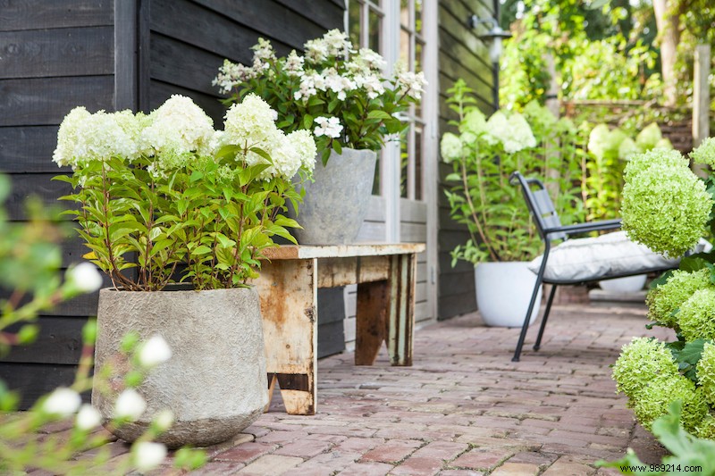 Hydrangea:summer hit in the garden 