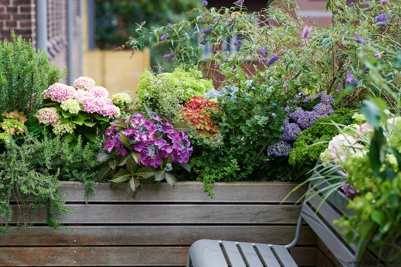 Hydrangea:summer hit in the garden 