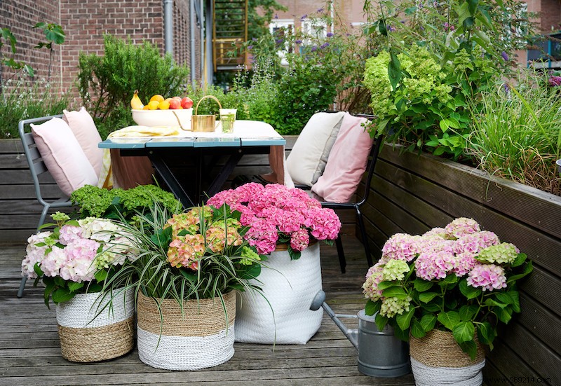 Hydrangea:summer hit in the garden 