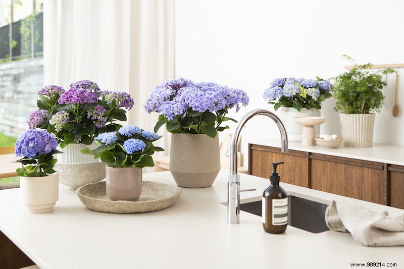 Hydrangea everywhere in the house:Color in the interior 