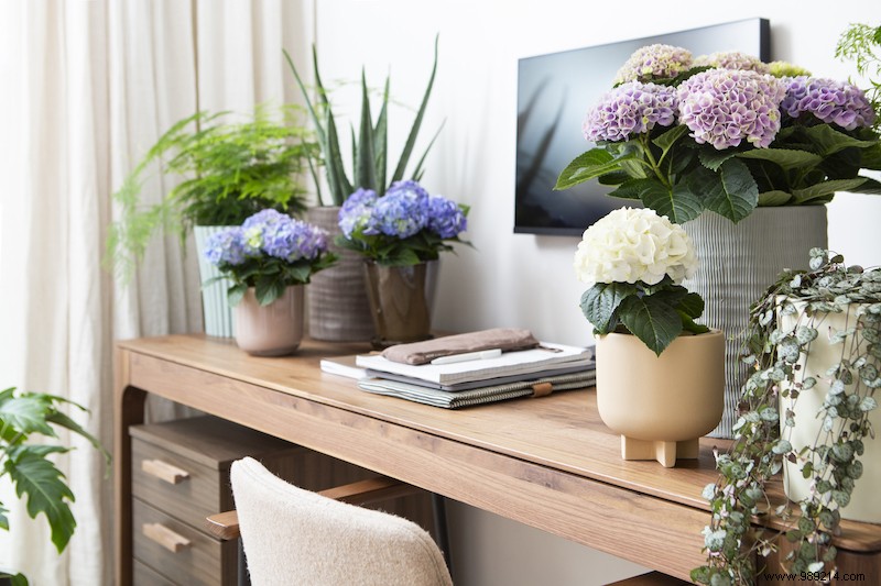 Hydrangea everywhere in the house:Color in the interior 