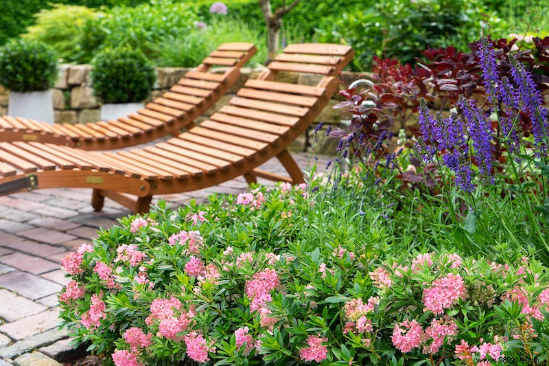 Boxwood alternative with nectar-rich flowers:Pink boxwood 