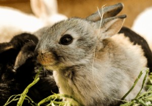 Why use cruelty-free products? 