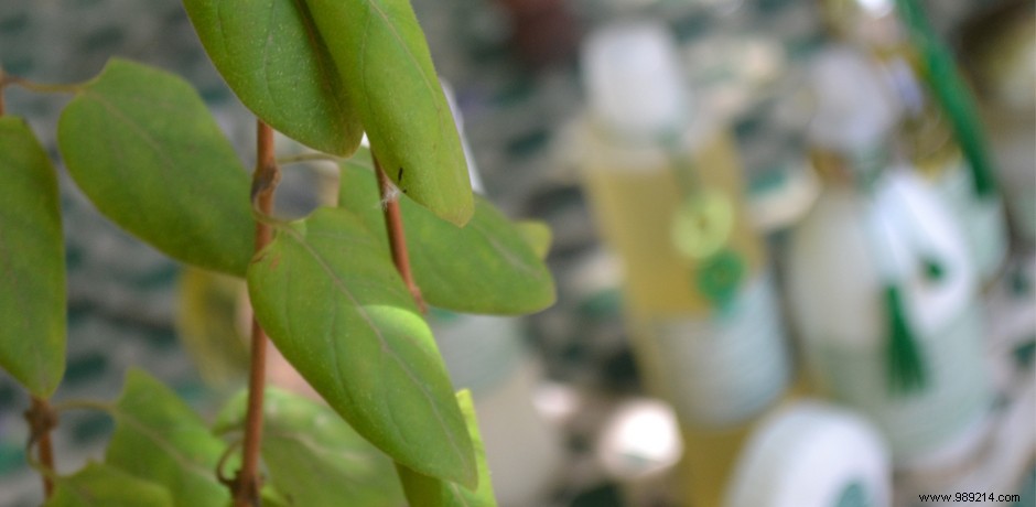 The verbena scent, perfect for the season 