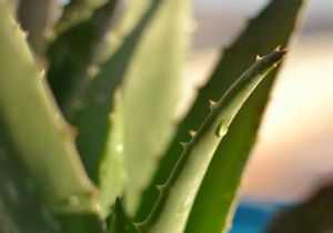 The benefits of aloe vera for the skin 