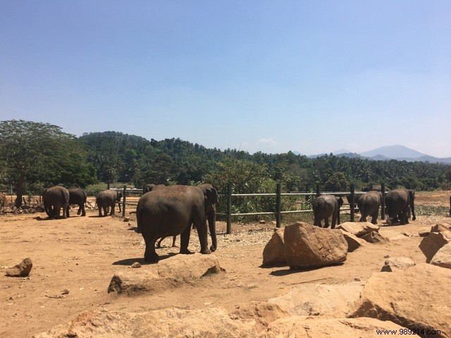 Family trip to Sri Lanka 