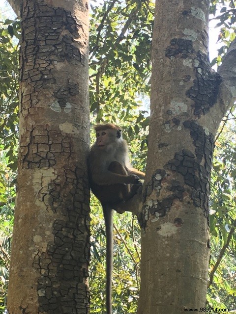 Family trip to Sri Lanka 