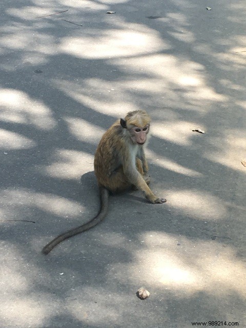 Family trip to Sri Lanka 