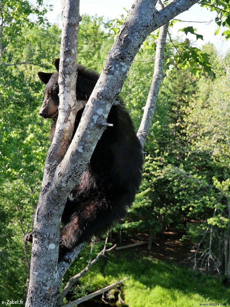 Trip to Canada – New Brunswick (continuation of the circuit) 