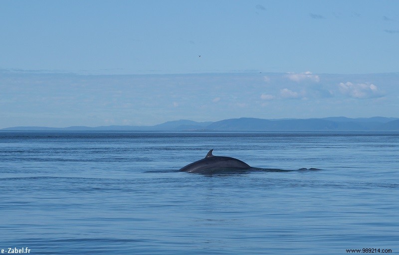 Trip to Canada #2:Tadoussac – Saguenay – Lac St Jean 