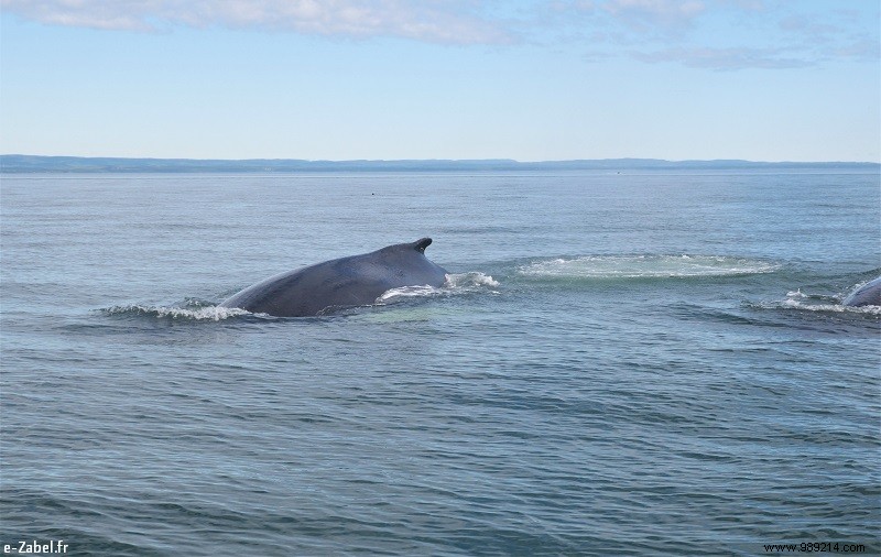 Trip to Canada #2:Tadoussac – Saguenay – Lac St Jean 