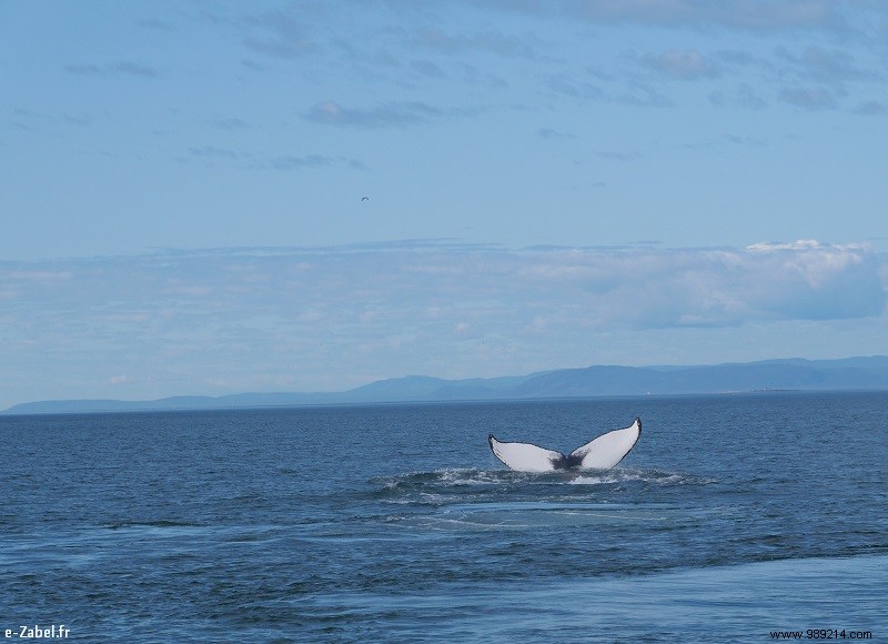 Trip to Canada #2:Tadoussac – Saguenay – Lac St Jean 