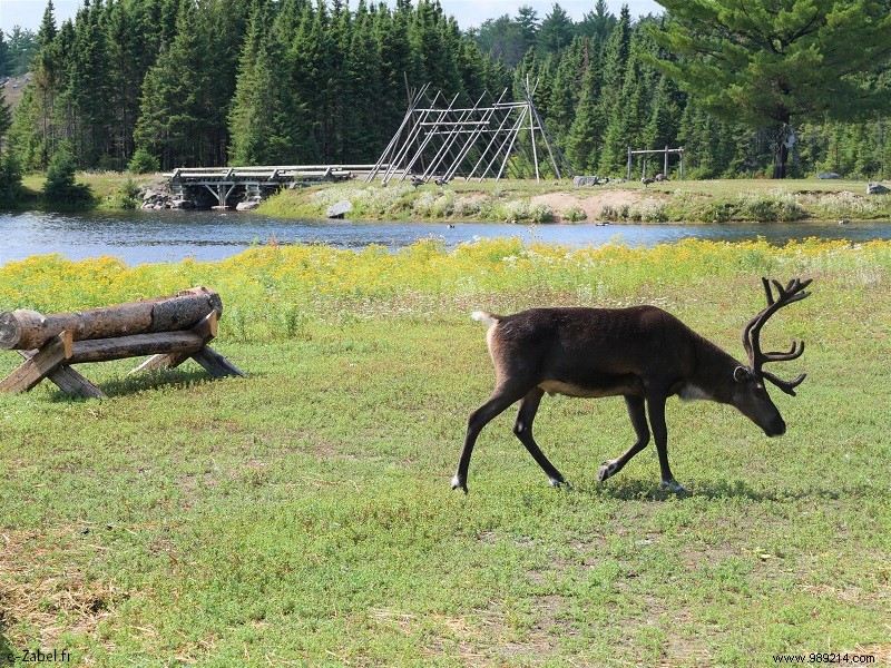 Trip to Canada #2:Tadoussac – Saguenay – Lac St Jean 