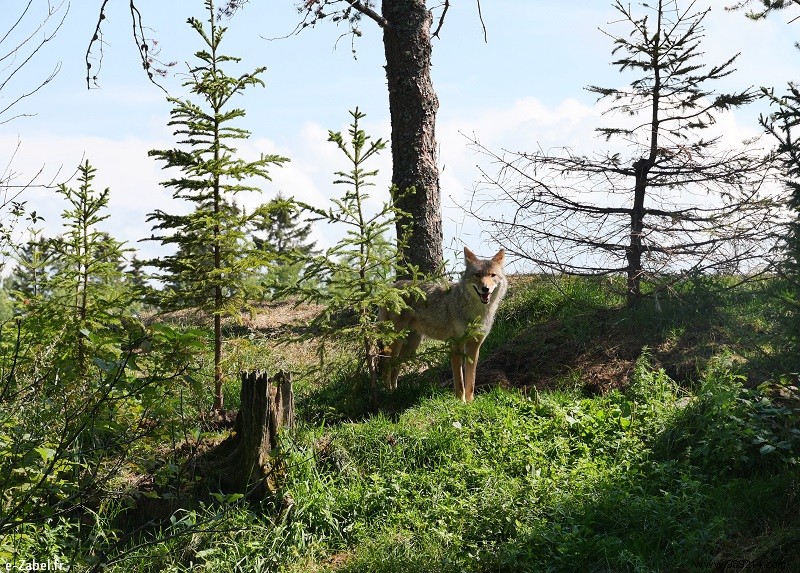 Trip to Canada #2:Tadoussac – Saguenay – Lac St Jean 