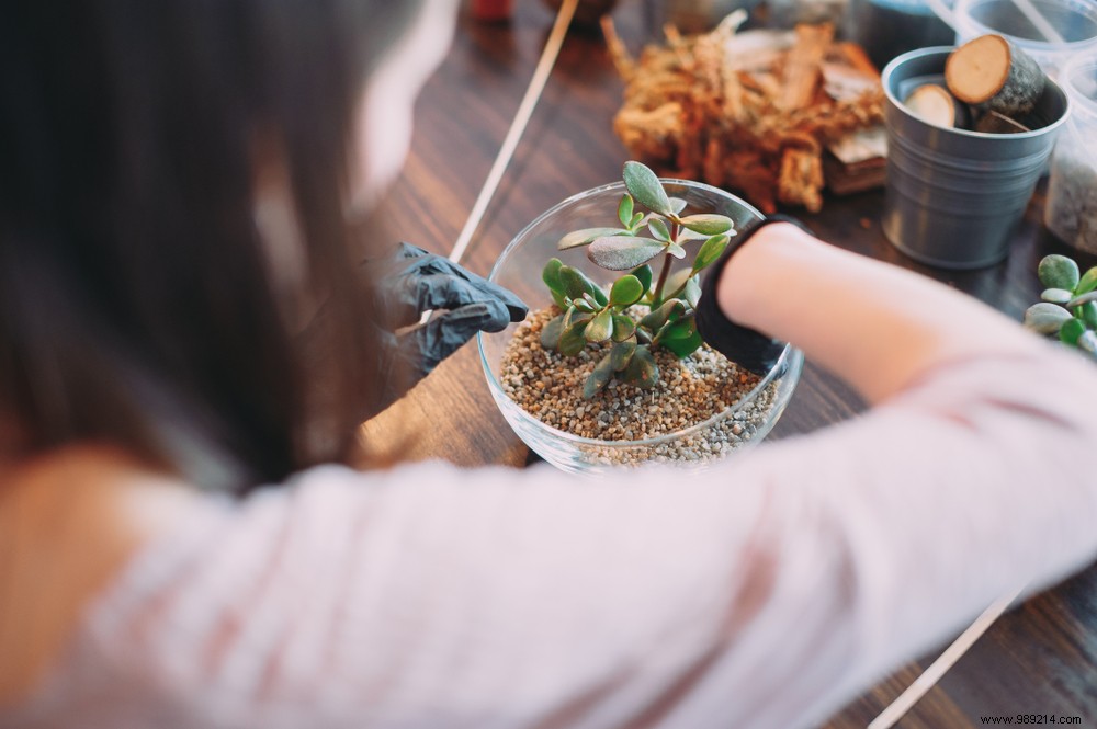 DIY:How to make a terrarium? 