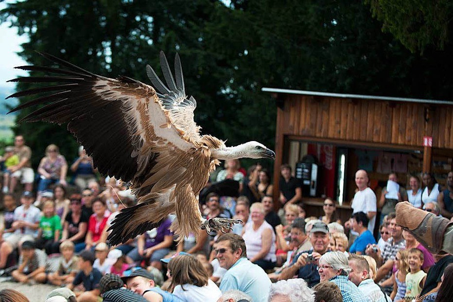 The eagle flight 