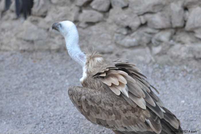 The eagle flight 