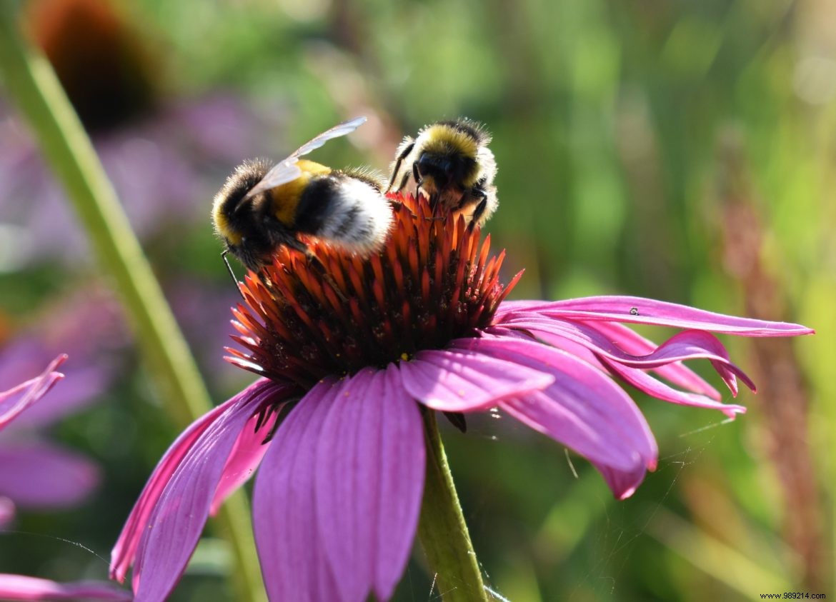 Flower week for bees 