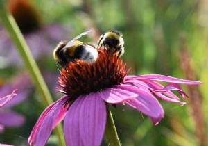 Flower week for bees 