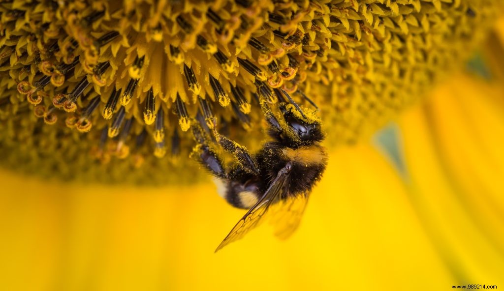 Flower week for bees 