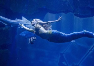 The new show at the Aquarium de Paris:Claire the Mermaid 