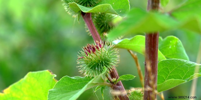 The health benefits of burdock 