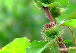 The health benefits of burdock 