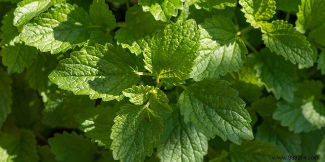 The health benefits of lemon balm 