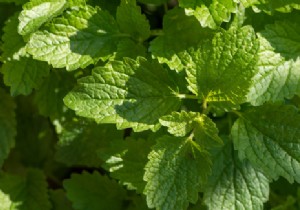 The health benefits of lemon balm 