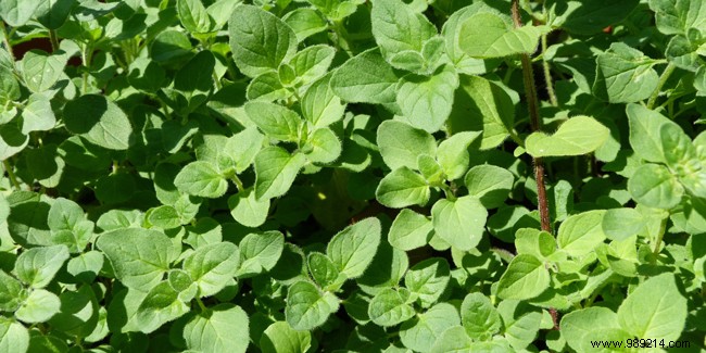 The health benefits of marjoram 