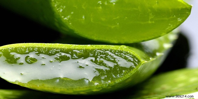 The health benefits of Aloe Vera 