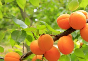 The health benefits of apricot 