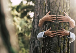 Forest baths or sylvotherapy:solution against stress? 