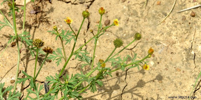 Chrysanthellum to protect the liver 